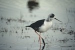 Kakī | Black stilt. Juvenile. Mailbox Inlet, Lake Tekapo. Image © Department of Conservation (image ref: 10024133) by Dave Murray, Department of Conservation.