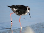 Kakī | Black stilt. Banded juvenile. Glentanner, October 2016. Image © Scott Brooks (ourspot) by Scott Brooks.