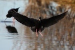 Kakī | Black stilt. Adult landing showing underwings. Ohau River delta, May 2012. Image © Glenda Rees by Glenda Rees.