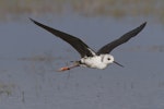 Kakī | Black stilt. Juvenile in flight. Lake Tekapo, February 2013. Image © Glenda Rees by Glenda Rees.