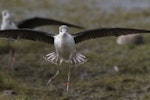 Kakī | Black stilt. Front view of juvenile landing. Near Lake Tekapo, February 2013. Image © Glenda Rees by Glenda Rees.