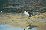 Kakī | Black stilt. Juvenile showing black feathering around eye. McKenzie basin. Image © Department of Conservation (image ref: 10024080) by Dave Murray, Department of Conservation.