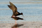 Kakī | Black stilt. Breeding adults mating. Near Lake Tekapo, November 2013. Image © Glenda Rees by Glenda Rees.