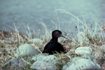 Kakī | Black stilt. Adult on nest. Cass River, McKenzie basin, October 1977. Image © Department of Conservation (image ref: 10036471) by Dick Veitch, Department of Conservation.