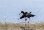 Kakī | Black stilt. Male moves around female several times including slapping the water with its bill before mating. December 2017. Image © Kathy Reid by Kathy Reid.