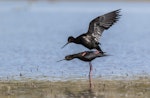 Kakī | Black stilt. Adult pair mating. Near Tekapo, December 2017. Image © Kathy Reid by Kathy Reid.