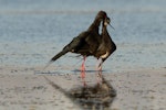 Kakī | Black stilt. Adult pair showing crossed bill mating behaviour. Near Lake Tekapo, November 2013. Image © Glenda Rees by Glenda Rees.