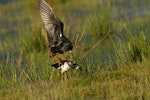 Kakī | Black stilt. Immature birds mating. Tasman River, November 2013. Image © Glenda Rees by Glenda Rees.