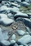 Kakī | Black stilt. Nest with four eggs. Cass River, McKenzie basin, December 1982. Image © Department of Conservation (image ref: 10037193) by Rod Morris, Department of Conservation.