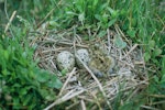 Kakī | Black stilt. Nest containing two eggs and a chick. McKenzie basin. Image © Department of Conservation (image ref: 10024077) by Dave Murray, Department of Conservation.