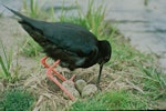 Kakī | Black stilt. Adult at nest with four eggs. Near Twizel, January 1984. Image © Department of Conservation (image ref: 10034055) by Dave Murray, Department of Conservation.