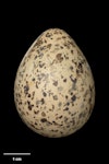 Kakī | Black stilt. Egg 42.7 x 32.0 mm (NMNZ OR.021526, collected by Robert Falla). Ohau River, South Canterbury, November 1969. Image © Te Papa by Jean-Claude Stahl.