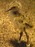 Kakī | Black stilt. Chick 2 days. DOC captive rearing facility, Twizel, December 2005. Image © Josie Galbraith by Josie Galbraith.