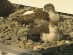 Kakī | Black stilt. Chicks 30 days, at rest. DOC captive rearing facility, Twizel, November 2005. Image © Josie Galbraith by Josie Galbraith.