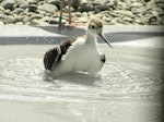 Kakī | Black stilt. Chick 30 days, bathing. DOC captive rearing facility, Twizel, December 2005. Image © Josie Galbraith by Josie Galbraith.