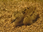 Kakī | Black stilt. Chick 1 day, at rest. DOC captive rearing facility, Twizel, December 2005. Image © Josie Galbraith by Josie Galbraith.