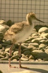 Kakī | Black stilt. Chick 15 days. DOC captive rearing facility, Twizel, December 2005. Image © Josie Galbraith by Josie Galbraith.