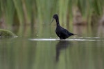 Kakī | Black stilt. Adult wading. Mackenzie Country, March 2012. Image © Glenda Rees by Glenda Rees.