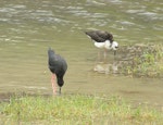 Kakī | Black stilt. Adult (left) and juvenile feeding. Near Twizel, February 2006. Image © Josie Galbraith by Josie Galbraith.