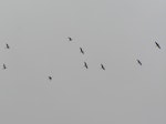 Kakī | Black stilt. Captive-reared juveniles flying after release into wild. Near Twizel, February 2006. Image © Josie Galbraith by Josie Galbraith.