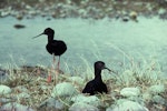 Kakī | Black stilt. Pair at nest. Cass River, McKenzie basin, October 1977. Image © Department of Conservation (image ref: 10028204) by Dick Veitch, Department of Conservation.