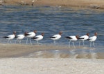 Red-necked avocet | Piwari. Adults. Cooper Creek, South Australia, October 2013. Image © Alan Tennyson by Alan Tennyson.