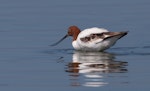 Red-necked avocet | Piwari. Adult feeding. Western Treatment Plant, Werribee, Victoria, Australia, March 2010. Image © Sonja Ross by Sonja Ross.