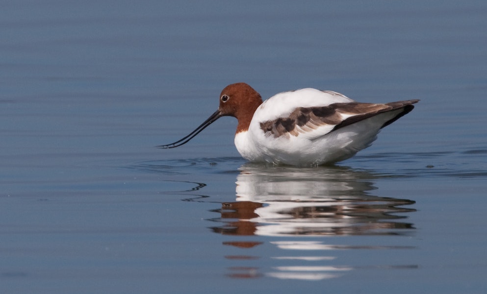 Red-necked avocet | Piwari. Adult feeding. Western Treatment Plant, Werribee, Victoria, Australia, March 2010. Image © Sonja Ross by Sonja Ross.