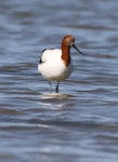 Red-necked avocet | Piwari. Adult. Goolwa, South Australia, October 2015. Image © John Fennell by John Fennell.