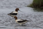 Red-necked avocet | Piwari. Two adults. Kedron Brook Wetlands, January 2018. Image © Oscar Thomas by Oscar Thomas.