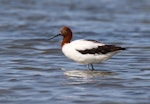 Red-necked avocet | Piwari. Adult. Goolwa, South Australia, October 2015. Image © John Fennell by John Fennell.