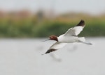 Red-necked avocet | Piwari. Adult in flight. Western Treatment Plant, Victoria, February 2018. Image © Glenn Pure 2018 birdlifephotography.org.au by Glenn Pure.