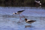 Red-necked avocet | Piwari. Adult with pied stilt behind. Kedron Brook Wetlands, January 2018. Image © Oscar Thomas by Oscar Thomas.