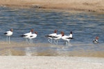 Red-necked avocet | Piwari. Adults. Cooper Creek, South Australia, October 2013. Image © Alan Tennyson by Alan Tennyson.