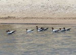 Red-necked avocet | Piwari. Adults. Cooper Creek, South Australia, October 2013. Image © Alan Tennyson by Alan Tennyson.