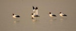 Red-necked avocet | Piwari. Adults. Kidney Bean Claypan, Roebuck Bay, Broome, Western Australia, August 2014. Image © Roger Smith by Roger Smith.