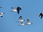 Red-necked avocet | Piwari. Adults in flight, with pied stilts. Cooper Creek, South Australia, October 2013. Image © Alan Tennyson by Alan Tennyson.