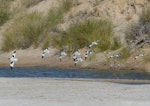 Red-necked avocet | Piwari. Adults in flight. Cooper Creek, South Australia, October 2013. Image © Alan Tennyson by Alan Tennyson.