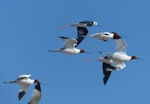 Red-necked avocet | Piwari. Adults in flight with pied stilts. Cooper Creek, South Australia, October 2013. Image © Alan Tennyson by Alan Tennyson.