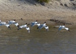 Red-necked avocet | Piwari. Adults landing. Cooper Creek, South Australia, October 2013. Image © Alan Tennyson by Alan Tennyson.