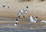 Red-necked avocet | Piwari. Adults taking flight. Cooper Creek, South Australia, October 2013. Image © Alan Tennyson by Alan Tennyson.