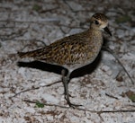 Pacific golden plover | Kuriri. Non-breeding adult. Rawaki, Phoenix Islands, June 2008. Image © Mike Thorsen by Mike Thorsen.