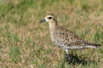 Pacific golden plover | Kuriri. Nonbreeding adult. Airport, Lord Howe Island, February 2017. Image © Mark Lethlean by Mark Lethlean.