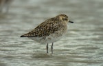 Pacific golden plover | Kuriri. Non-breeding plumage. Little Waihi estuary, December 2011. Image © Tim Barnard by Tim Barnard.