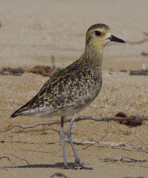 Pacific golden plover | Kuriri. Adult in non-breeding plumage. South-east Queensland, December 2013. Image © Dorothy Pashniak by Dorothy Pashniak.