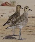 Pacific golden plover | Kuriri. Adults in non-breeding plumage. South-east Queensland, December 2013. Image © Dorothy Pashniak by Dorothy Pashniak.