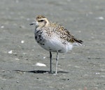 Pacific golden plover | Kuriri. Adult starting to acquire breeding plumage. Foxton Beach, March 2010. Image © Duncan Watson by Duncan Watson.