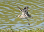 Pacific golden plover | Kuriri. Nonbreeding adult taking flight. Hawai`i - Island of Kaua`i, September 2012. Image © Jim Denny by Jim Denny.