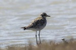 Pacific golden plover | Kuriri. Nonbreeding adult. Foxton Beach and bird sanctuary, September 2014. Image © Roger Smith by Roger Smith.