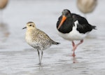 Pacific golden plover | Kuriri. Adult starting to moult into breeding plumage (South Island pied oystercatcher in background). Manawatu River estuary, March 2012. Image © Phil Battley by Phil Battley.